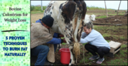 Bovine Colostrum For Weight Loss: 5 Proven Techniques To Burn Fat Natu