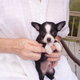 Cute Teacup Chihuahua Puppies For Adoption(male &female)